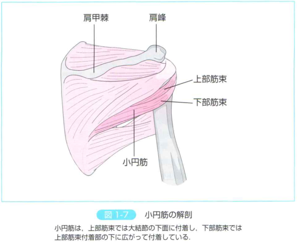 理学療法士必見 肩関節挙上の可動域制限のあるスポーツ選手に対する理学療法 理学療法士の働き方改革